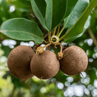Cricket Ball Chiku Grafted Tree