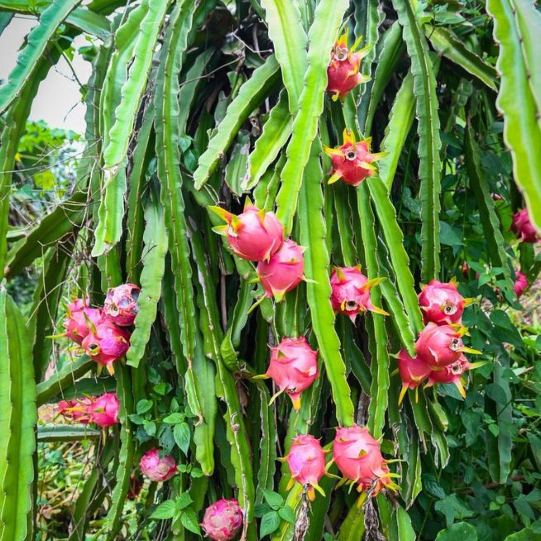 Dragon fruit - Red Flesh Plant