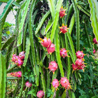Dragon fruit - Red Flesh Plant