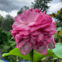 Paneer Rose Lotus Tuber
