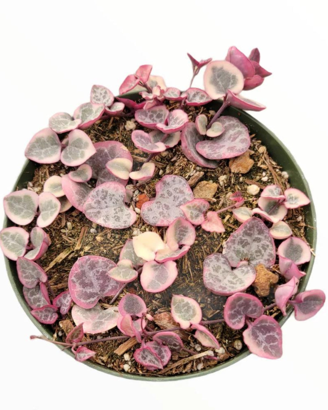Rare String of Hearts Variegated (Plant it Yourself) Bare Rooted - plant store® 