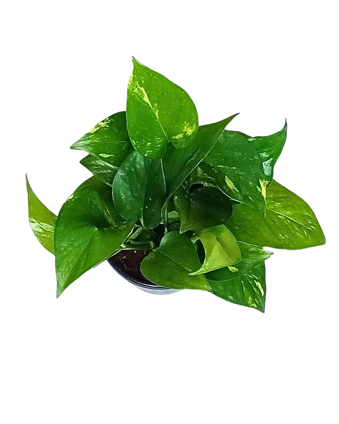 Harmony Bundle of 5 Money Plants with Pots (N'joy, Marble, Green, Green Variegated, Neon - set of 5) - plant store® 