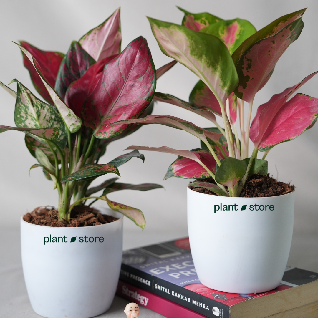 Pink Elegance Plant Duo - Aglaonema Lady Valentine (Small) & Aglaonema Thai Pink Beauty