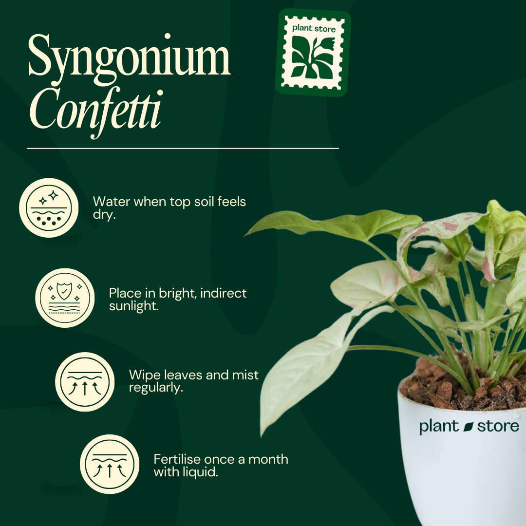 Syngonium Milk Confetti