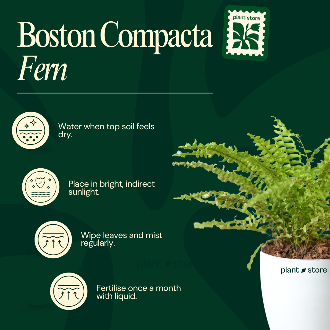 Boston Compacta Fern