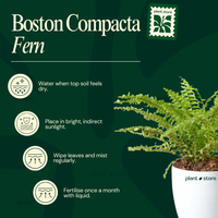 Boston Compacta Fern