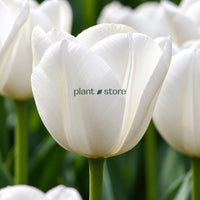 Dutch Tulip Royal Virgin Flowering Bulbs (Netherland Imported)