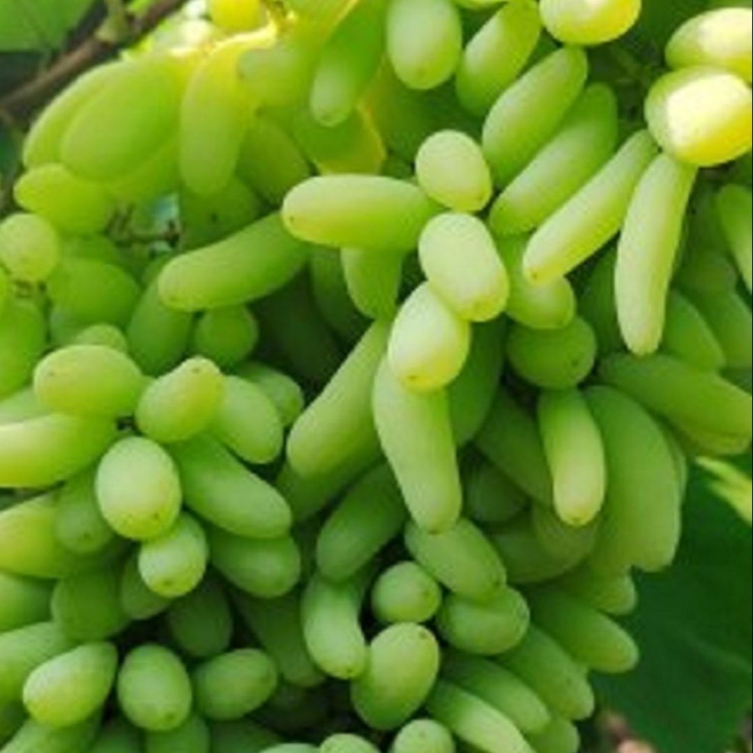 Anushka Green Grapes Plant