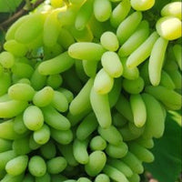 Anushka Green Grapes Plant