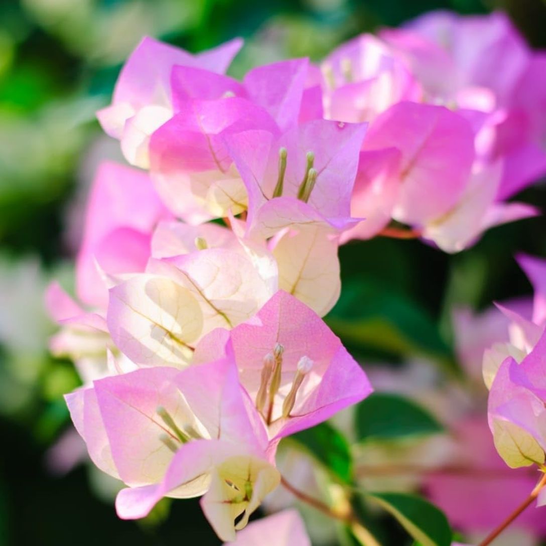 Thai delight Grafted Bougainvillea Plant
