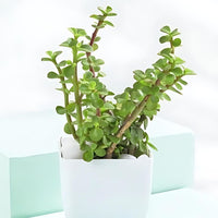 Evergreen Harmony Plant Bundle (Pack of 4)