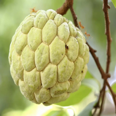 Golden Custard Apple Grafted Tree