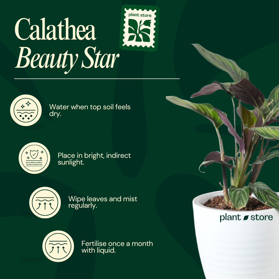 Calathea Beauty Star
