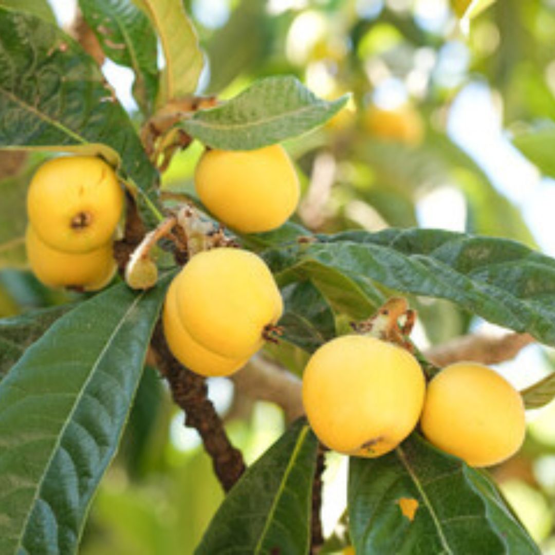 Loquat Grafted Tree
