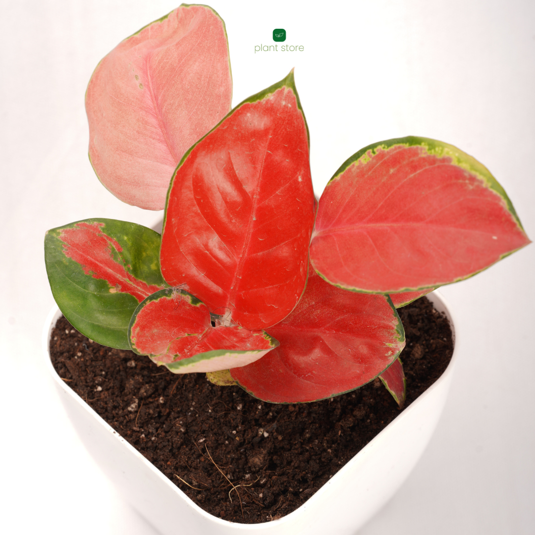 Blush & Bloom Duo: Aglaonema Thai Pink + Brazilian Lucky Wood (Imported) - plant store® 