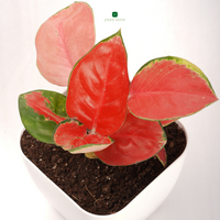 Blush & Bloom Duo: Aglaonema Thai Pink + Brazilian Lucky Wood (Imported) - plant store® 