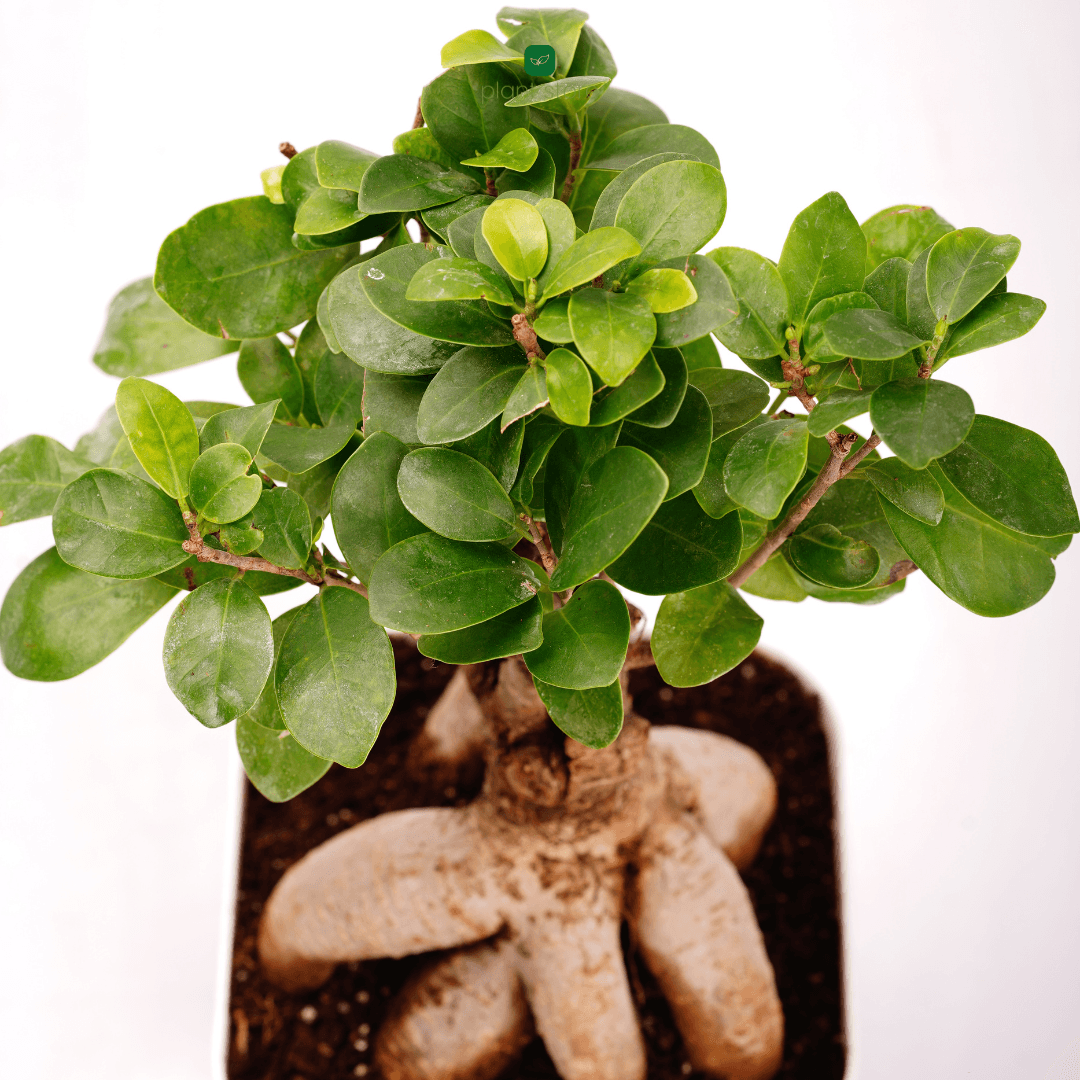 Ficus Ginseng Bonsai Plant - plant store® 