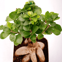 Ficus Ginseng Bonsai Plant - plant store® 