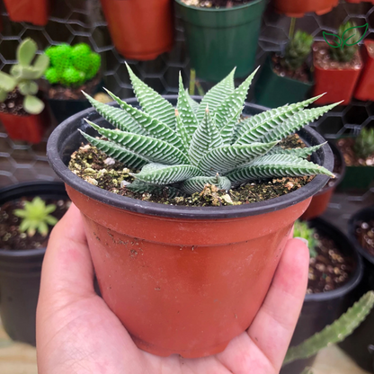 Haworthia Limifolia v. Striata  (Bare Rooted)