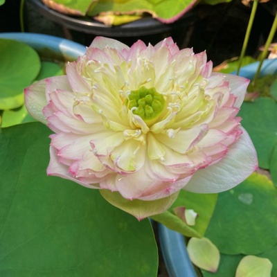 Q189 Lotus Tuber