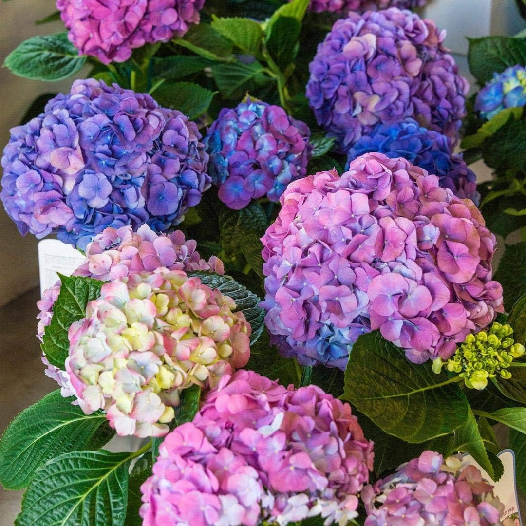 Panicle Hydrangea Plant (Assorted Colour)