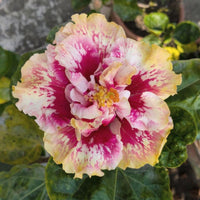 Princess Kaiulani' Hibiscus