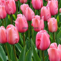 Dutch Tulip Pink Ardour Flowering Bulbs (Netherland Imported)