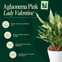 Pink Lady Valentine - Aglaonema