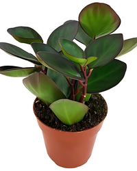 Peperomia "Red Margin" - plant store® 