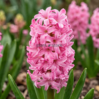 Hyacinth - Apricot Passion Flower Bulbs (Imported)