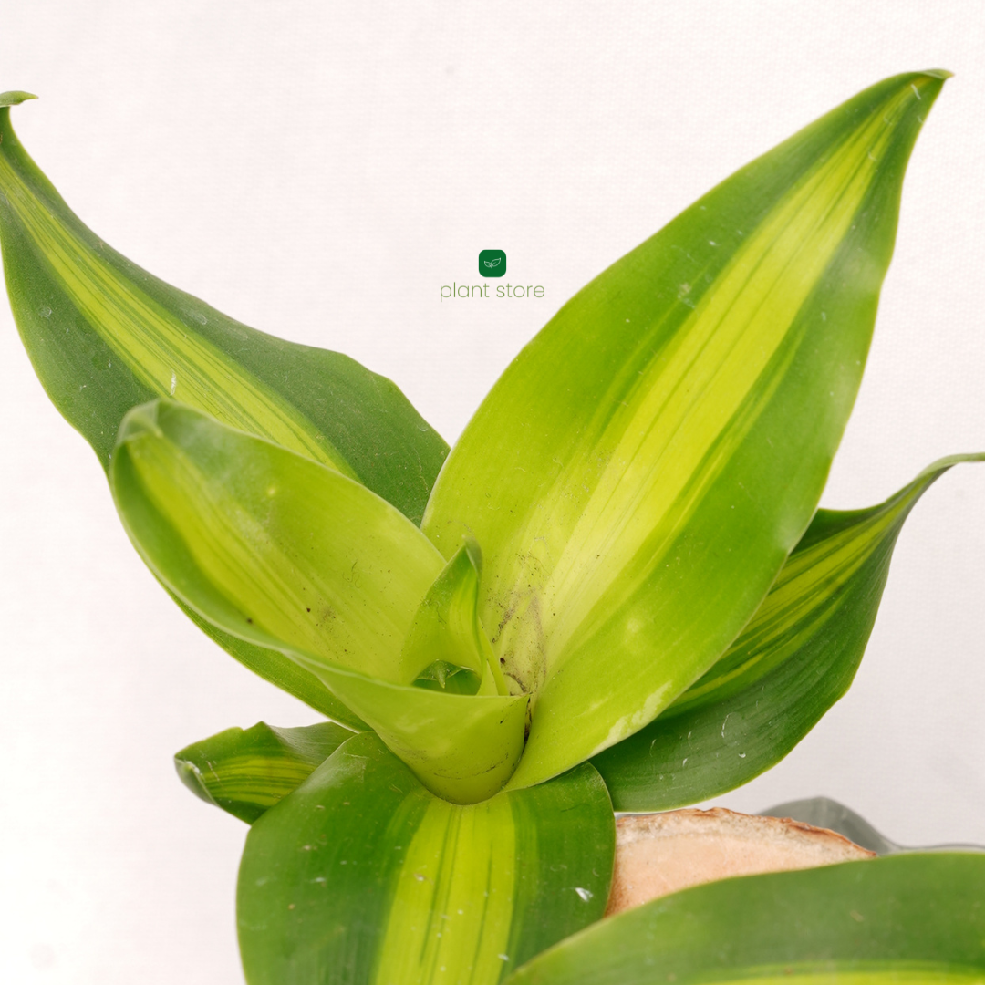 Brazilian Wood Plant - Bloomed - plant store® 