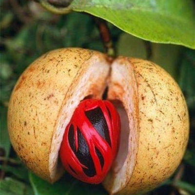 Jaiphal Grafted Tree