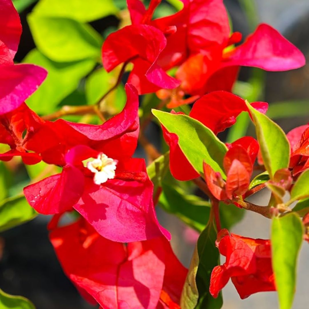 Tanglong Red Grafted Bougainvillea Plant