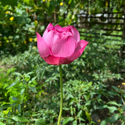 Si Thong Shaui Lotus Tuber