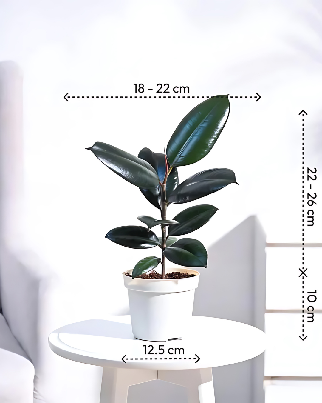 Rubber Plant Black Prince - Ficus Elastica - plant store® 