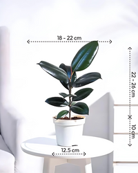 Rubber Plant Black Prince - Ficus Elastica - plant store® 