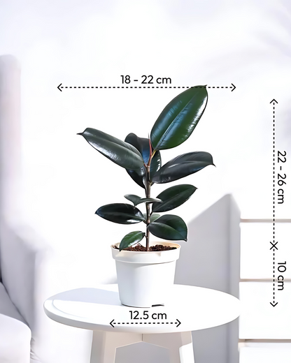 Rubber Plant Black Prince - Ficus Elastica