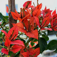 Brezza Red Grafted Bougainvillea Plant