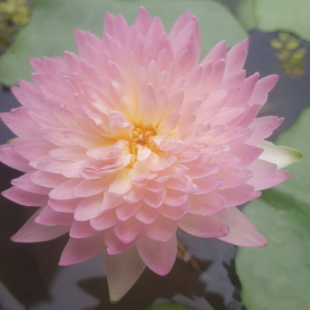 Anaporn Hardy Waterlily