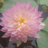 Anaporn Hardy Waterlily