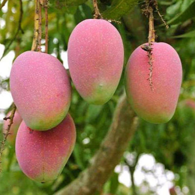 Subarnarekha Grafted Mango Tree