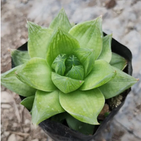 Haworthia Cymbiformis (Bare Rooted)