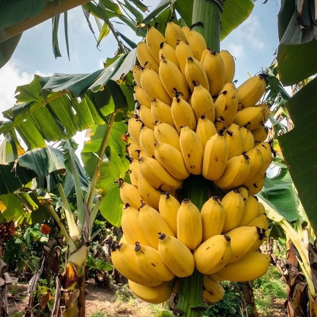 G9 Banana Tree