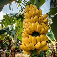 G9 Banana Tree