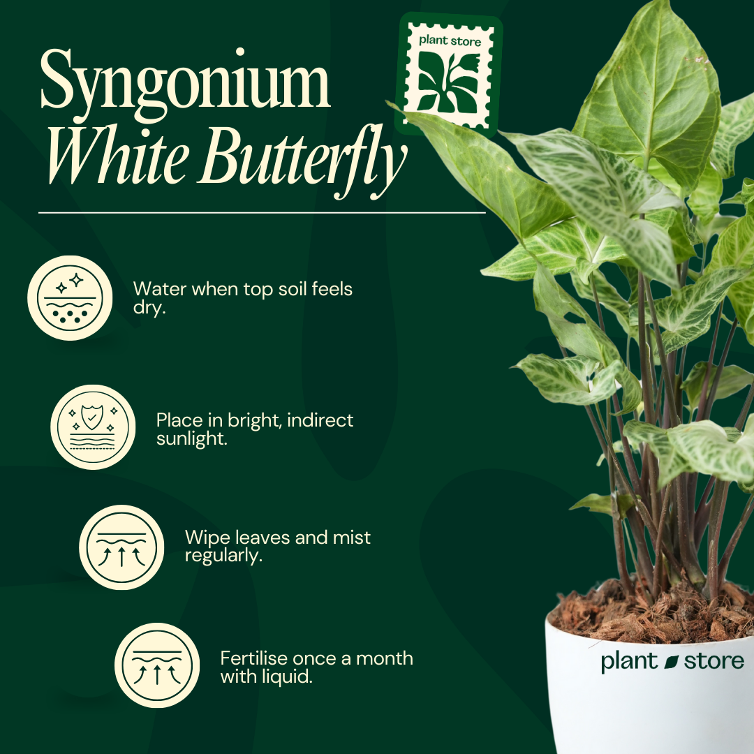 Syngonium Batik