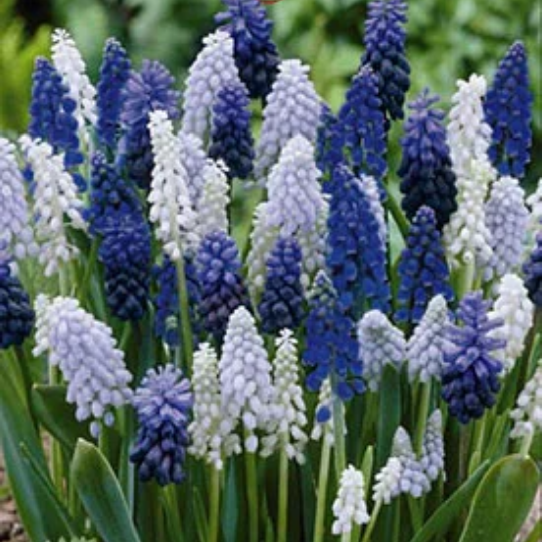 Muscari Bulbs (Dark Blue)