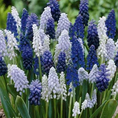 Muscari Bulbs (Dark Blue & White)