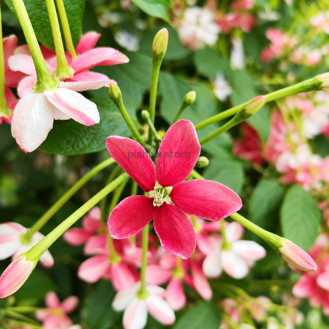 Madhu Malti Double Petal Flowering Plant