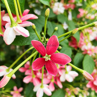 Madhu Malti Double Petal Flowering Plant