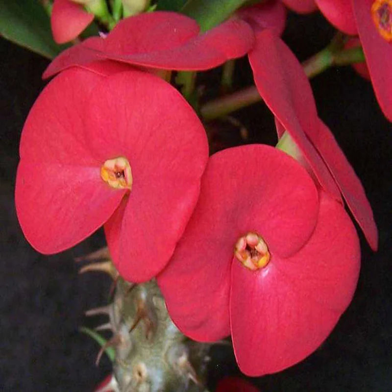 Euphorbia Milii Plant - Crown of Thrones with Red Flowers